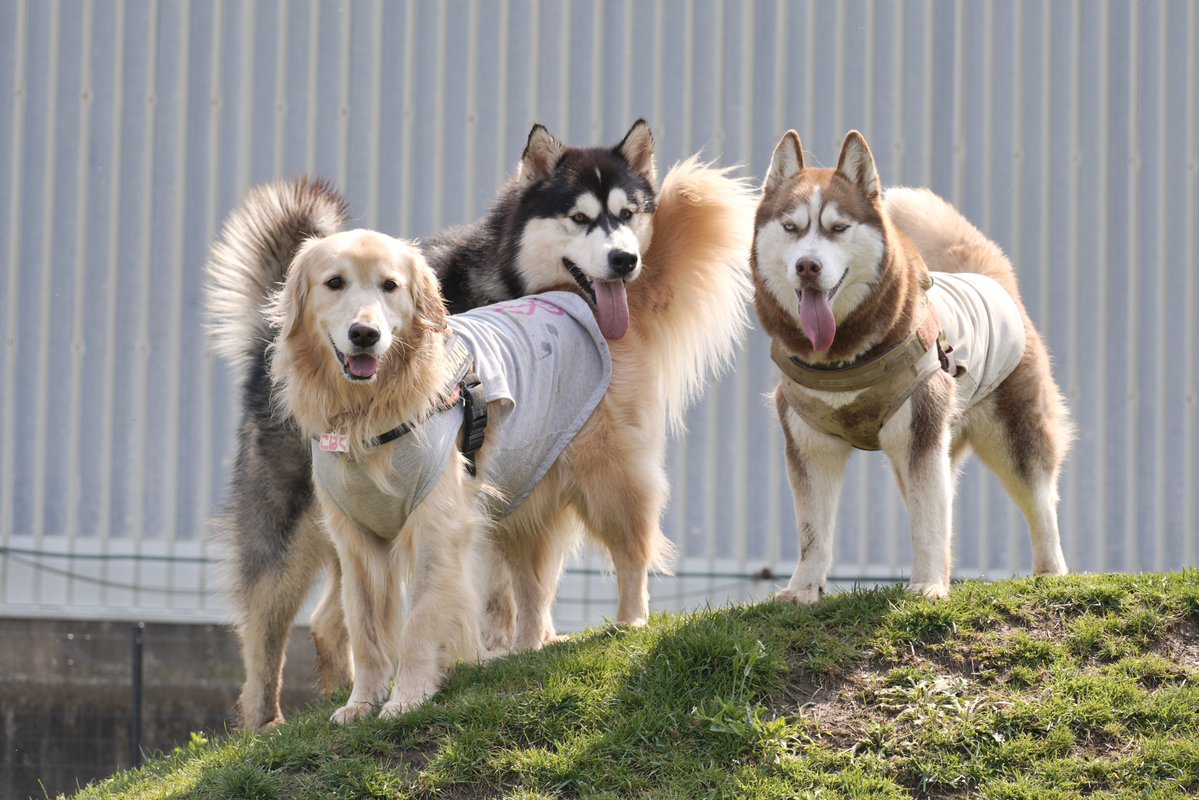 シベリアンハスキー大吉♂ tweet media