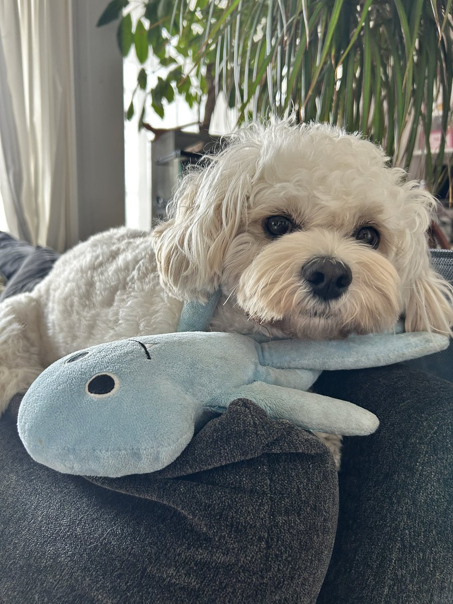 モリコ tweet media