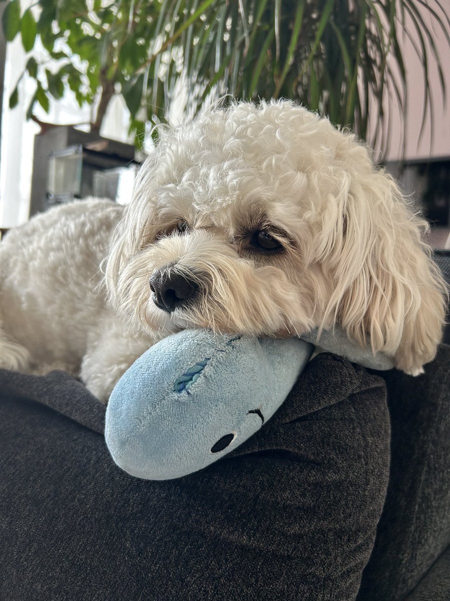 モリコ tweet media