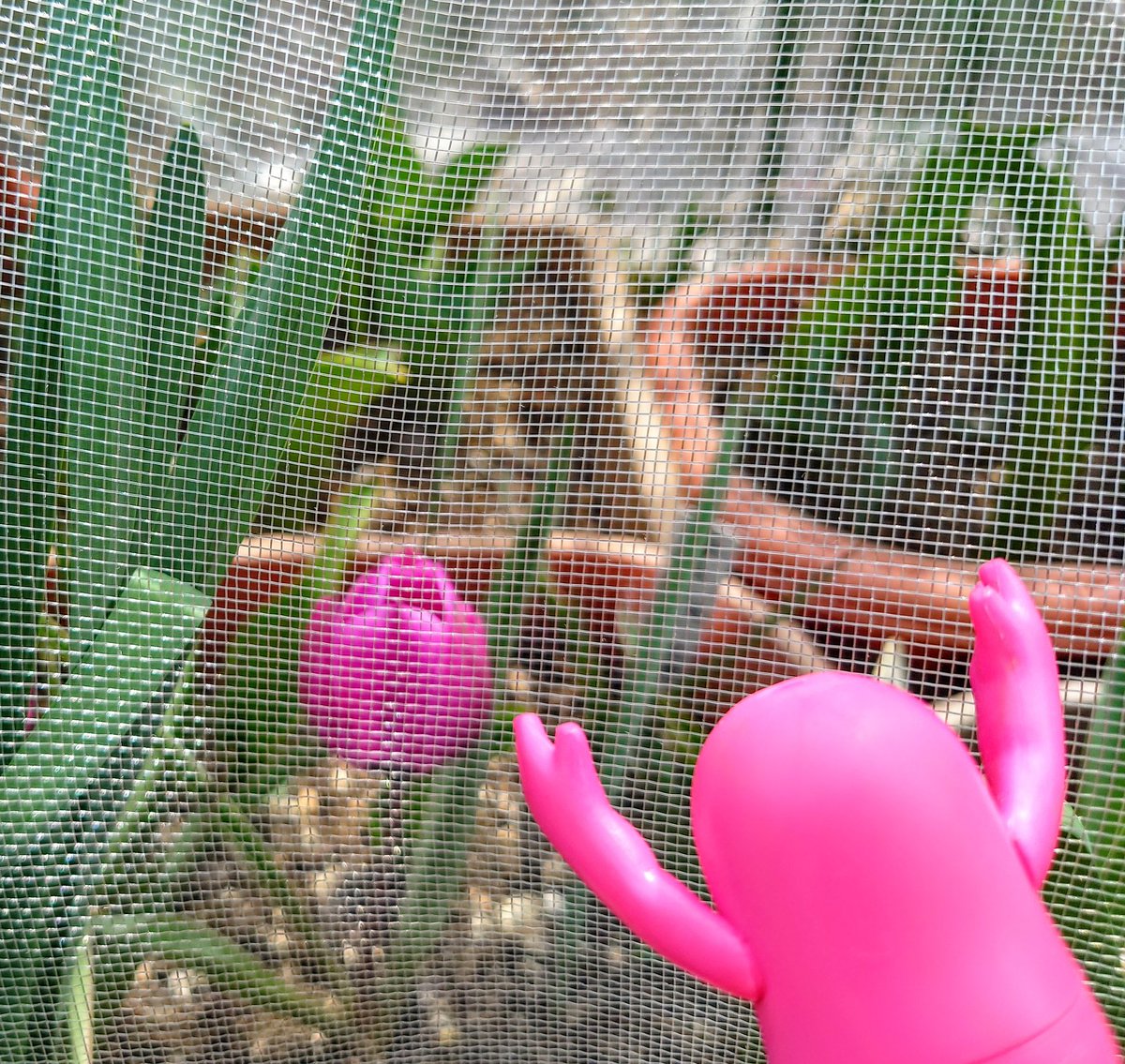 GIRASOL(ﾊﾞｰﾆﾝｸﾞ) tweet media