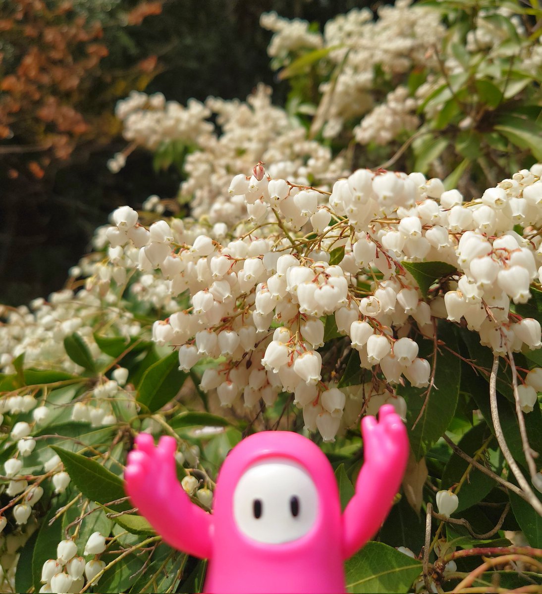 GIRASOL(ﾊﾞｰﾆﾝｸﾞ) tweet media