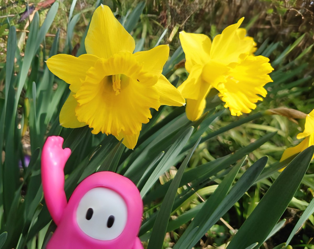 GIRASOL(ﾊﾞｰﾆﾝｸﾞ) tweet media