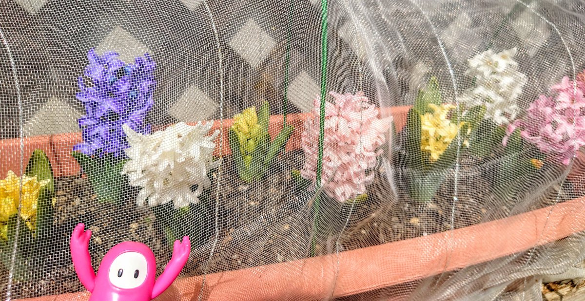 GIRASOL(ﾊﾞｰﾆﾝｸﾞ) tweet media