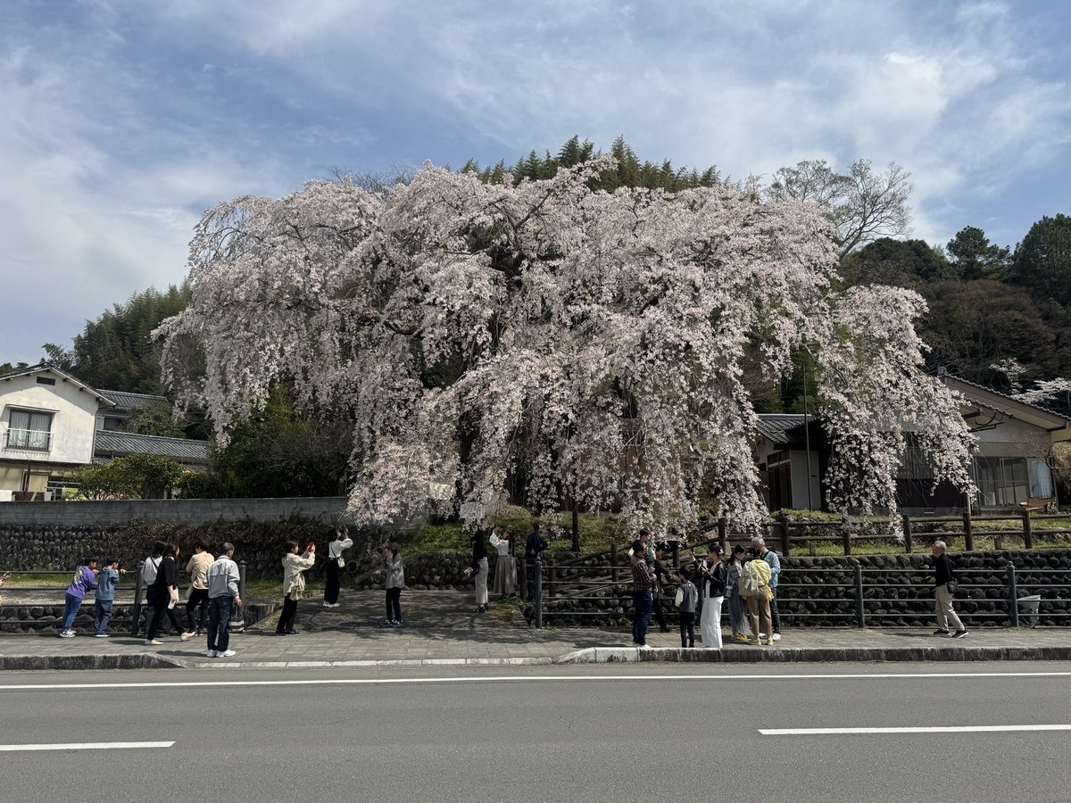 日田市 大原大しだれ桜🌸
今満開です。