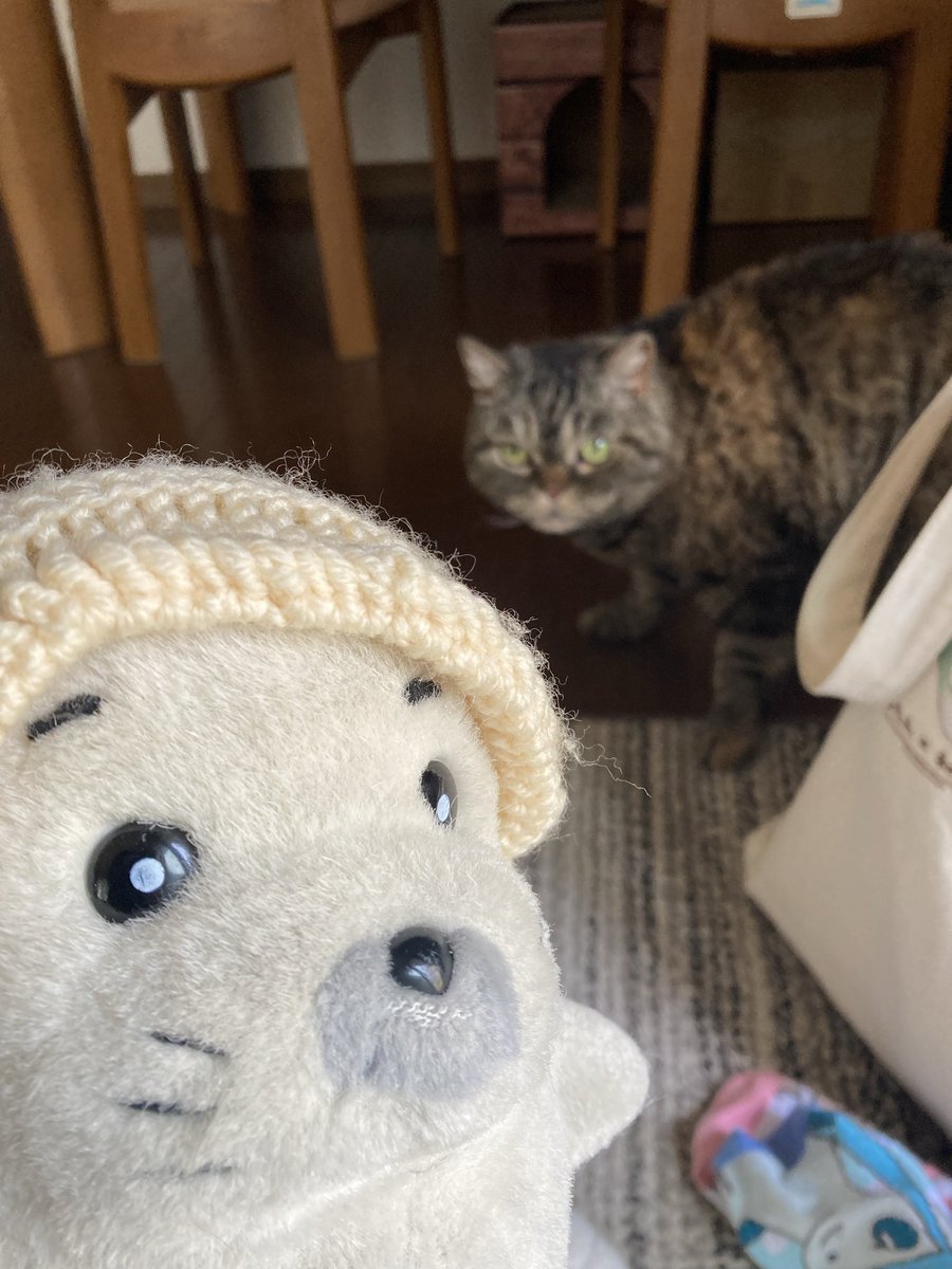 miponyoki's tweet photo. ゴマちゃんとびっくりするネコ🐈 https://t.co/ztEc7m10fO