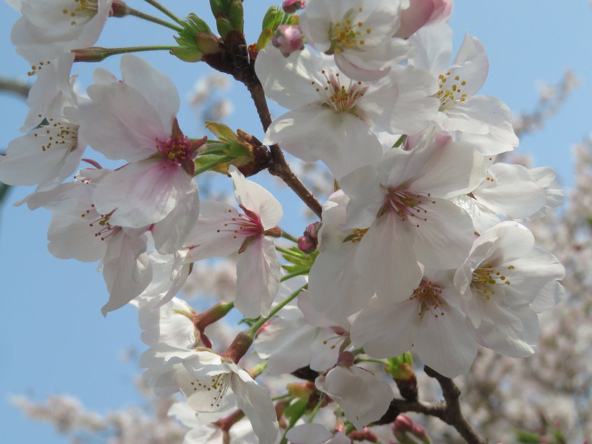 ゼルペスくん🐦 tweet media