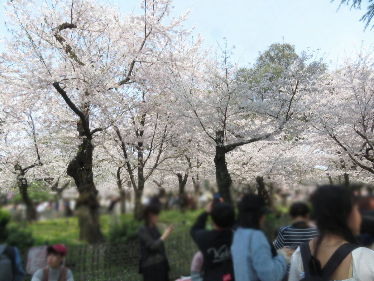 ゼルペスくん🐦 tweet media