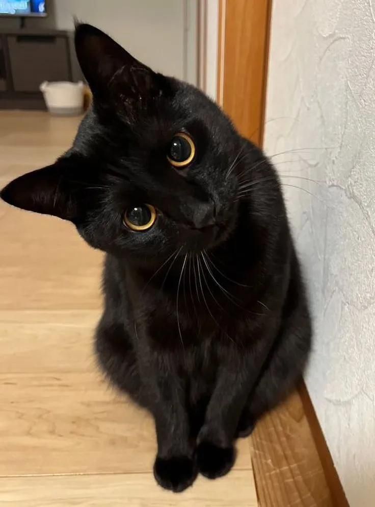 Ele tá me estranhando