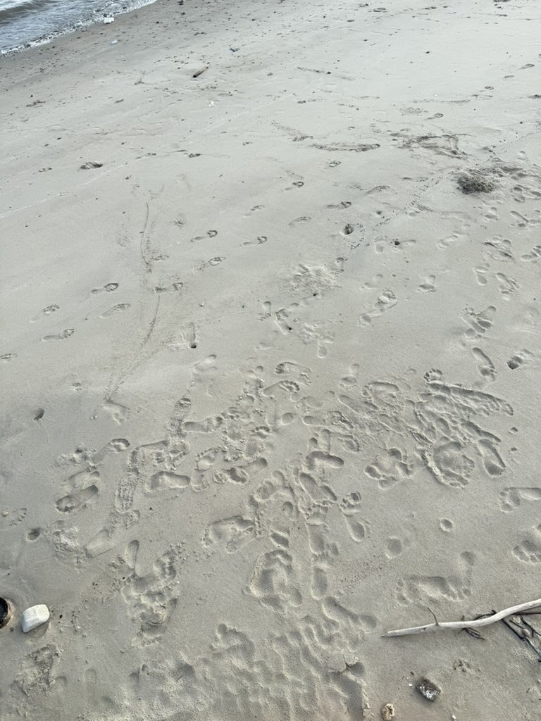 chelseaa tweet media