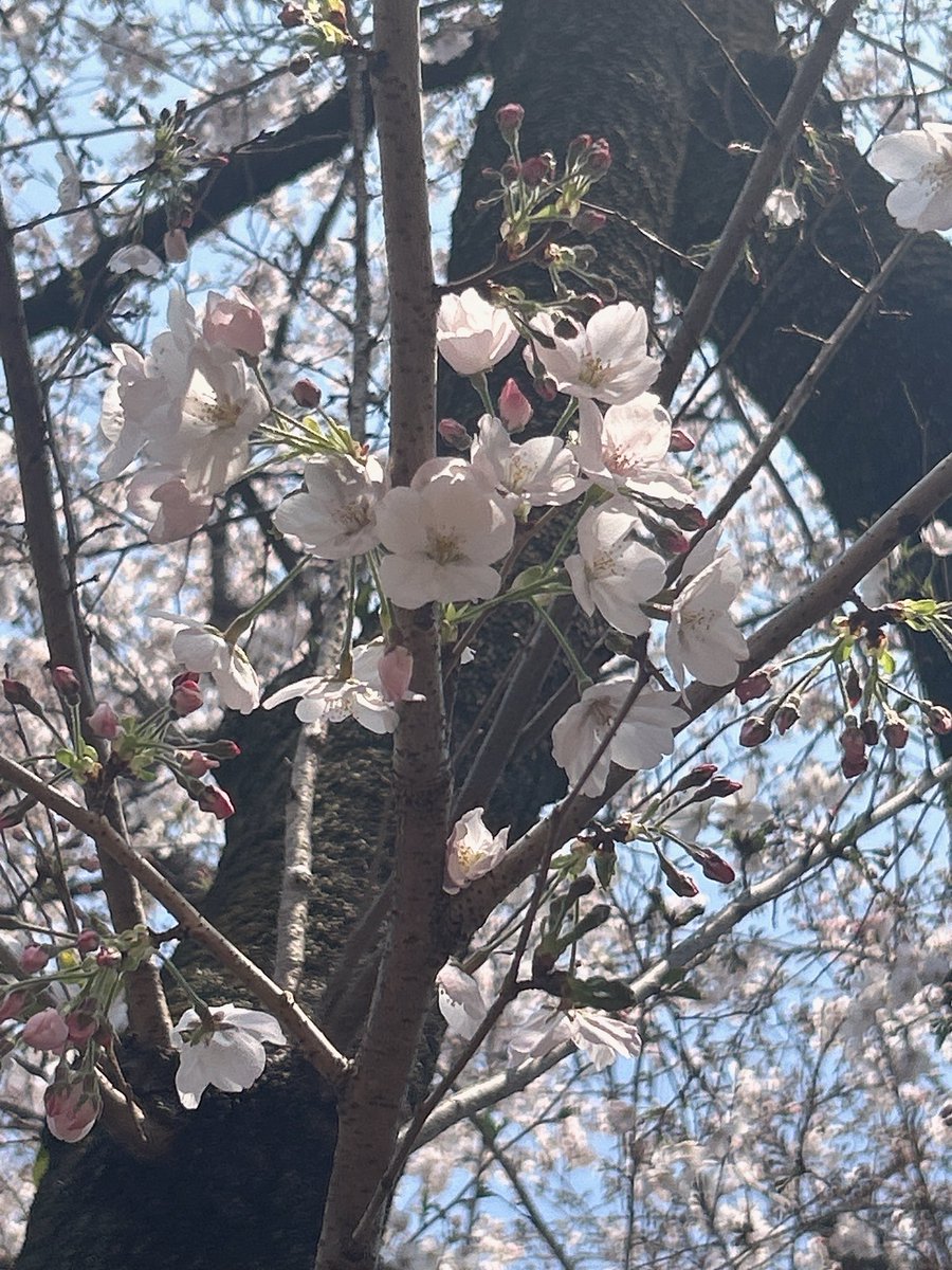 限界看護師一条ﾁｬﾝ.ᐟ.ᐟ(𝕝𝕖𝕧𝕖𝕝2) tweet media