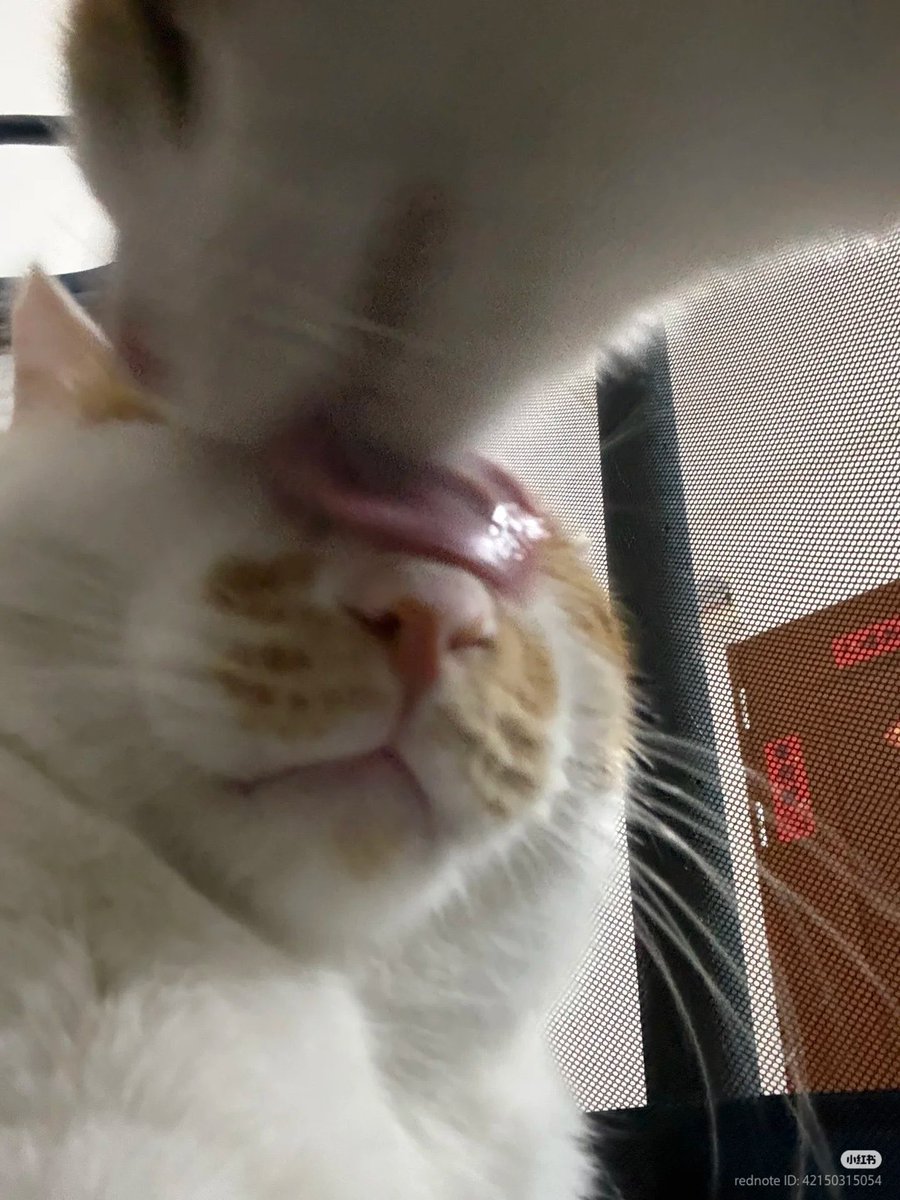 cats with powerful aura tweet media