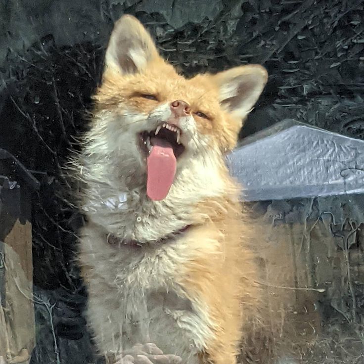 𝑻𝒛𝒆𝒓𝑭🦊 tweet media