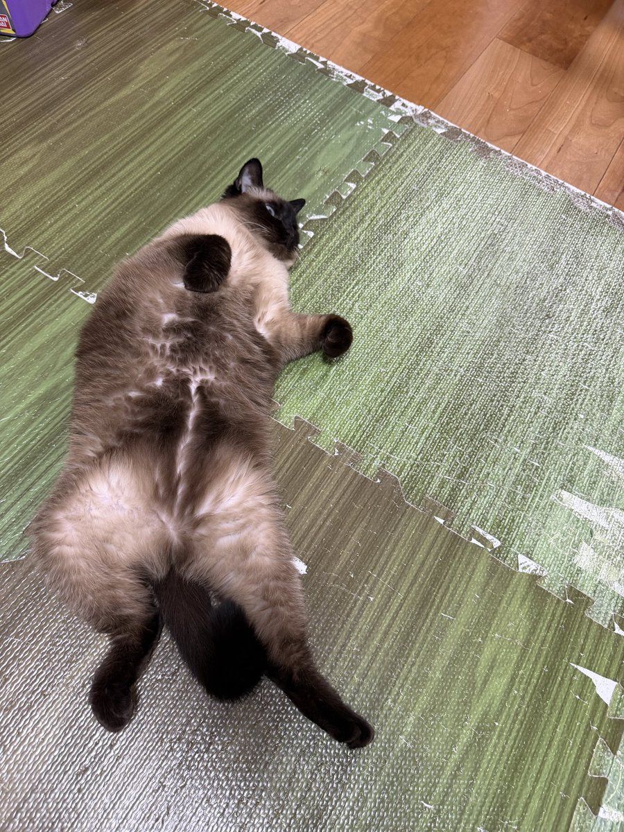 ふくふくさん tweet media