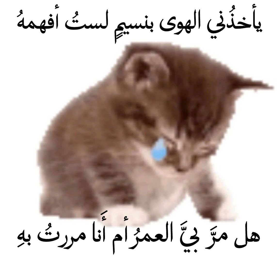 Misho للعشوائيات tweet media