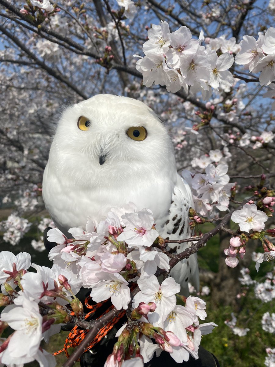 わったん tweet media