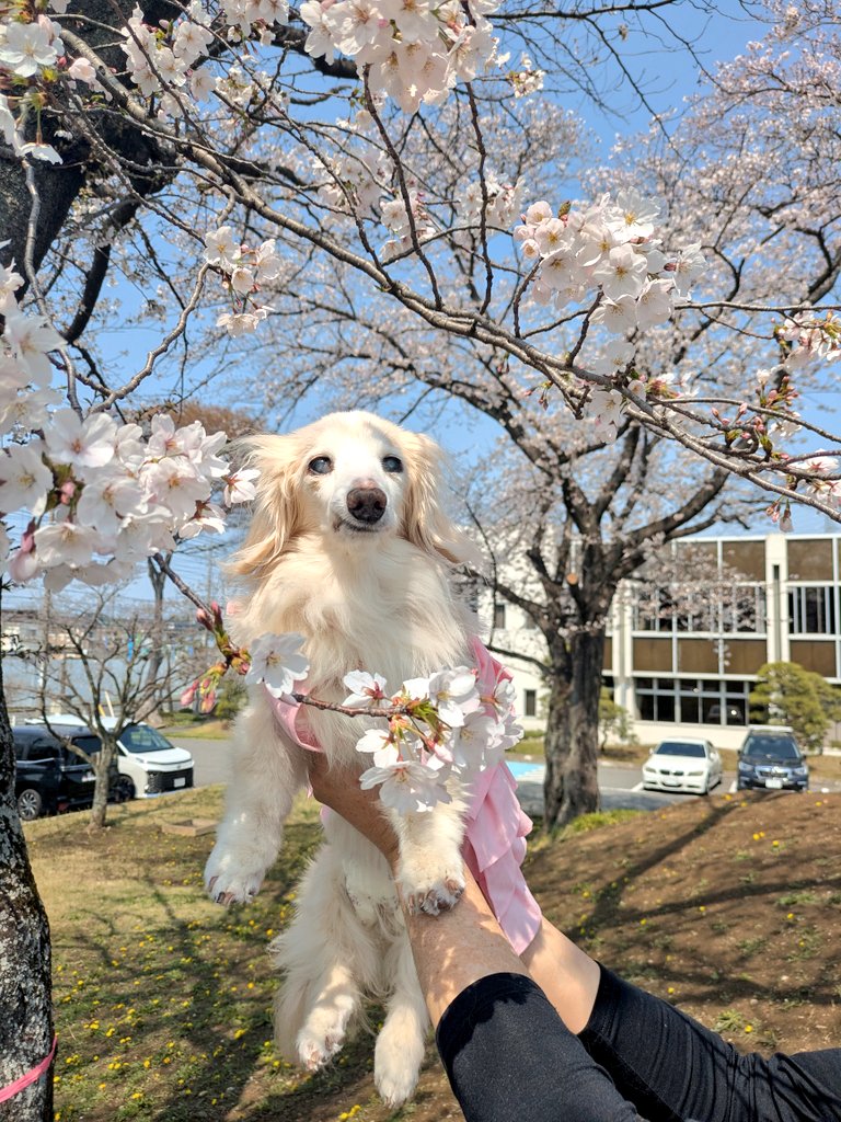 ゆずさん tweet media