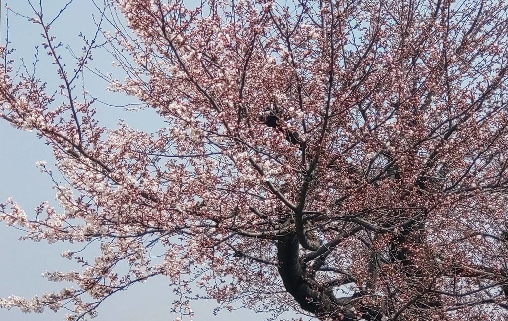 つばさ51号 tweet media