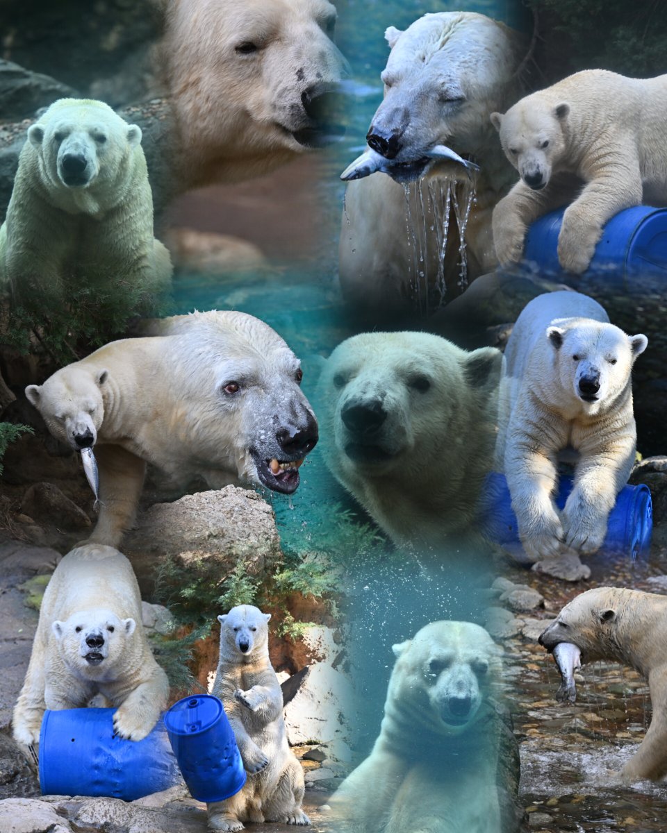 彩らっこ tweet media