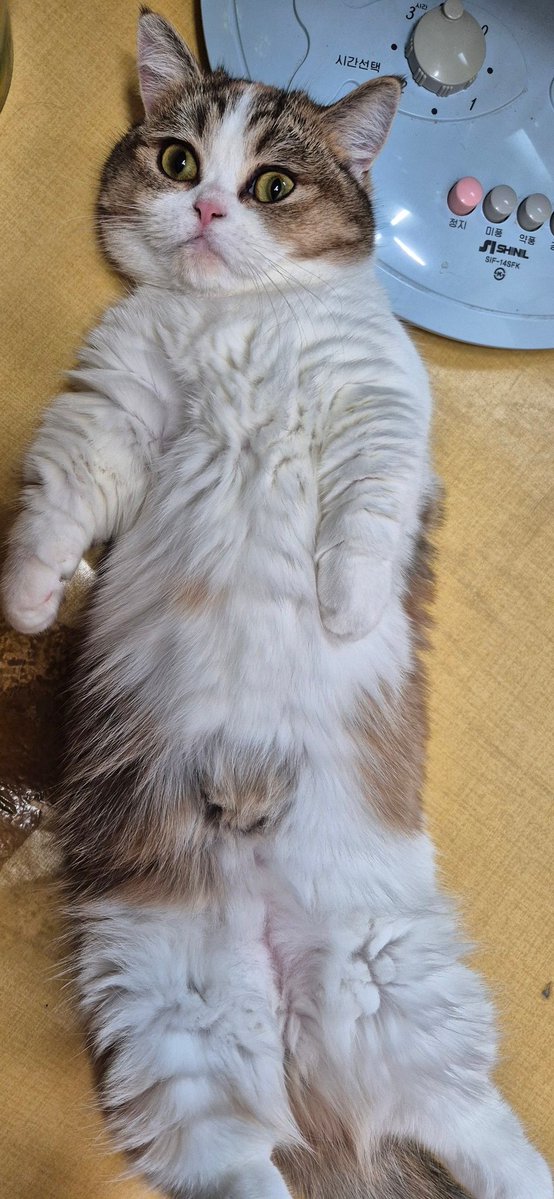 rumbleee tweet media