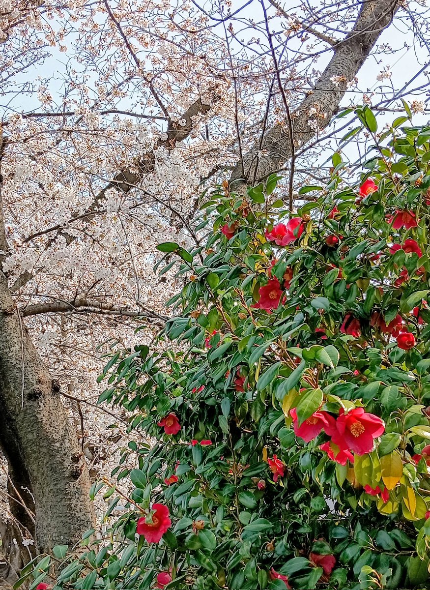 かえで tweet media