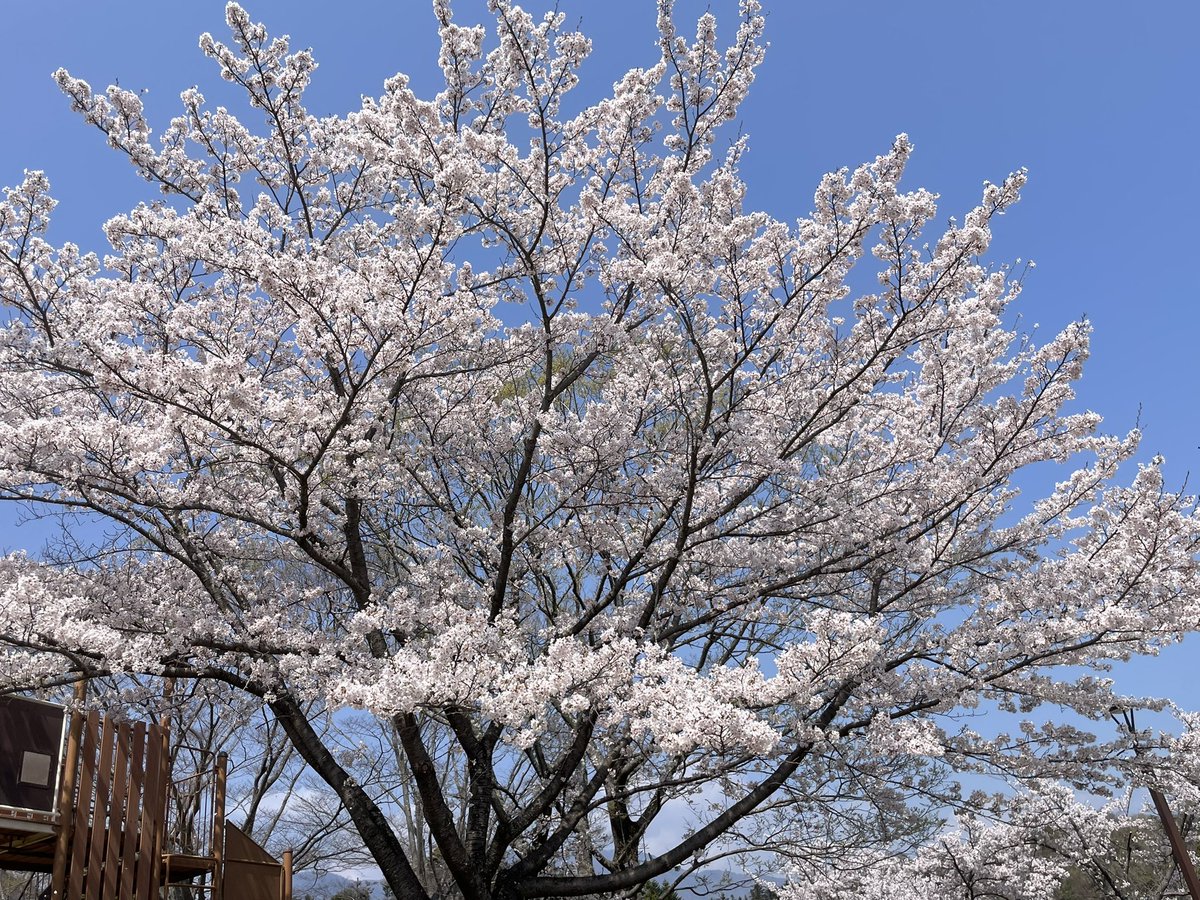 はちかぐ tweet media