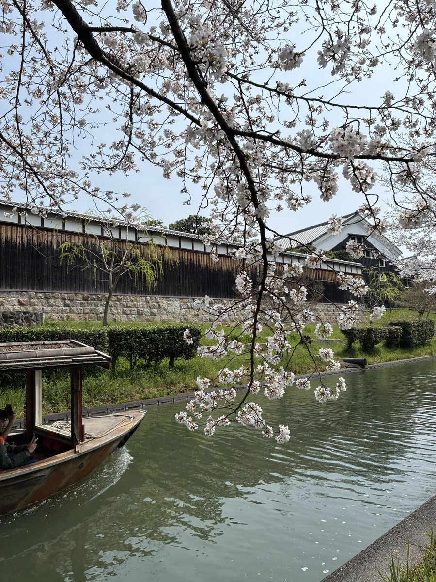 redstar53sae's tweet photo. お花見してきました。雀が桜の花取って落として遊んでる。せっかく綺麗に咲いてるのになくなってしまうー！（笑）#お花見  #京都伏見 https://t.co/f2YeIsEYxu