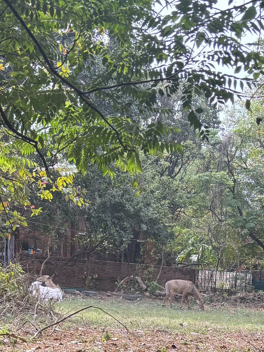 Professor Bindu Puri tweet media