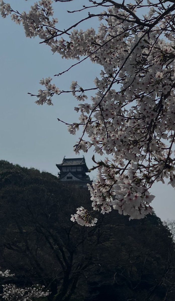 さわぽんの✨宴じゃ✨ 👑KING OF ZIPANGU tweet media