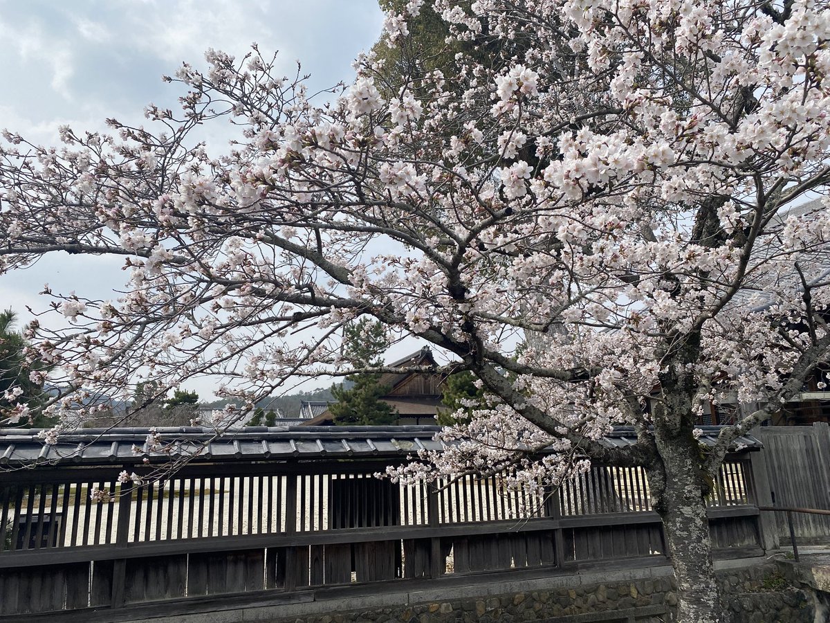 しゃけぴ tweet media