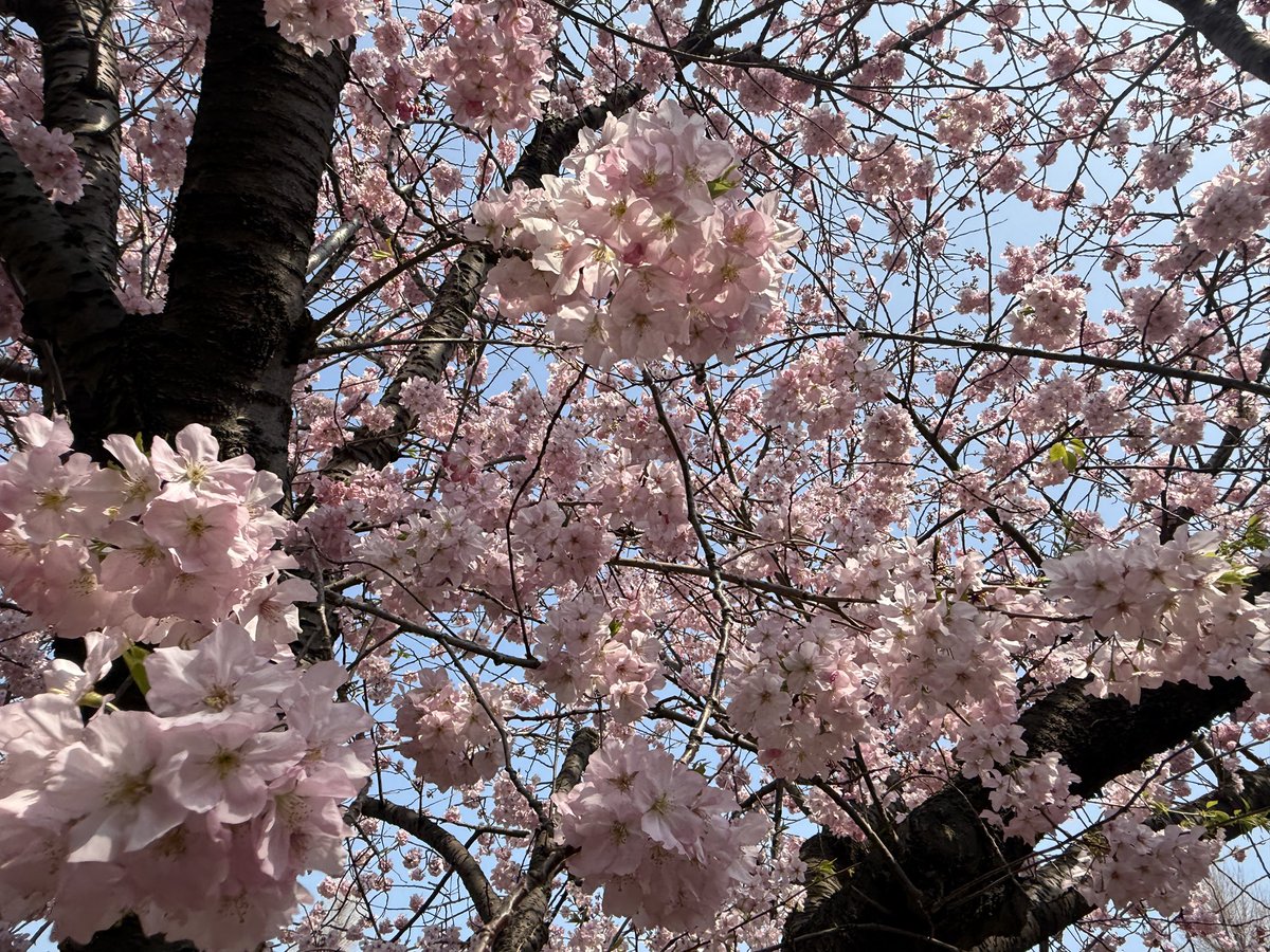 𝕟𝕚𝕔𝕔𝕪 tweet media