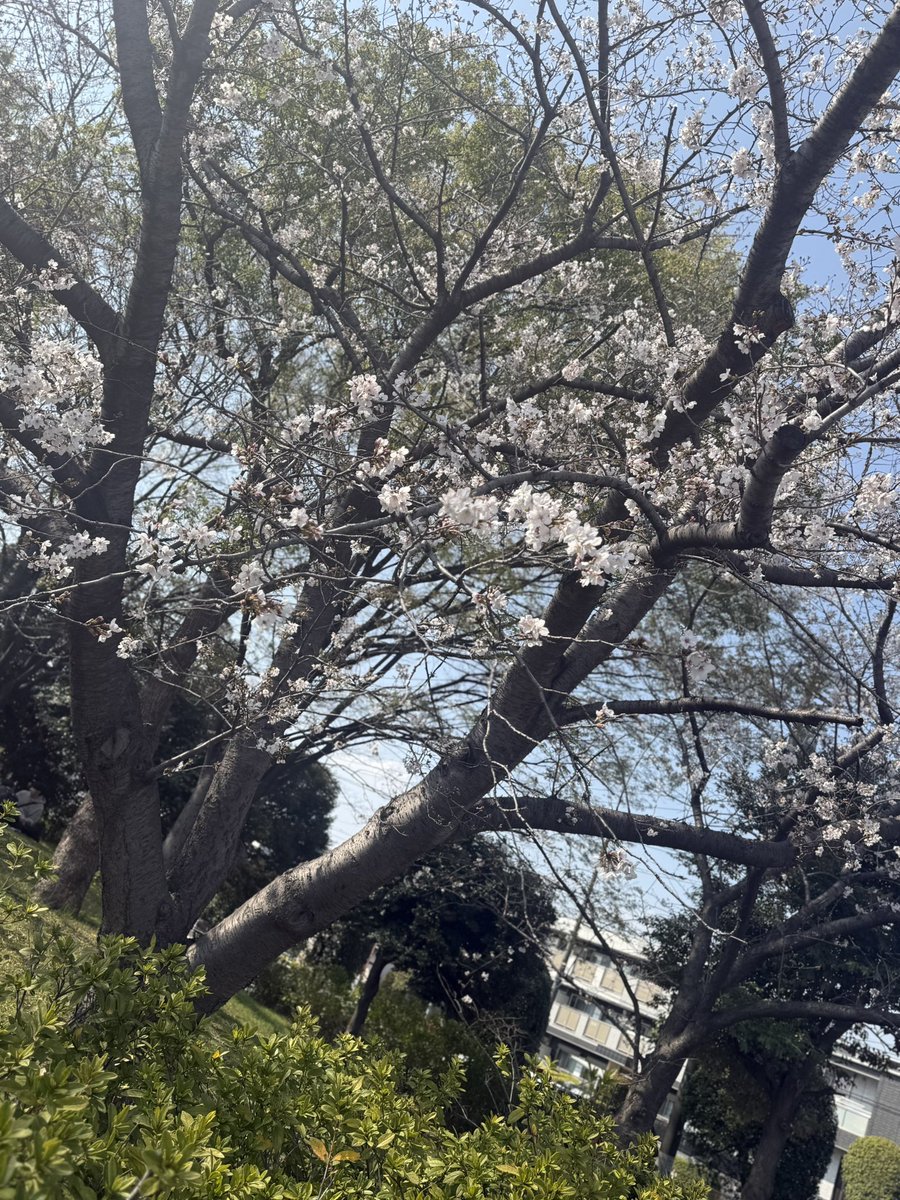 自由気ままなチャルロス tweet media