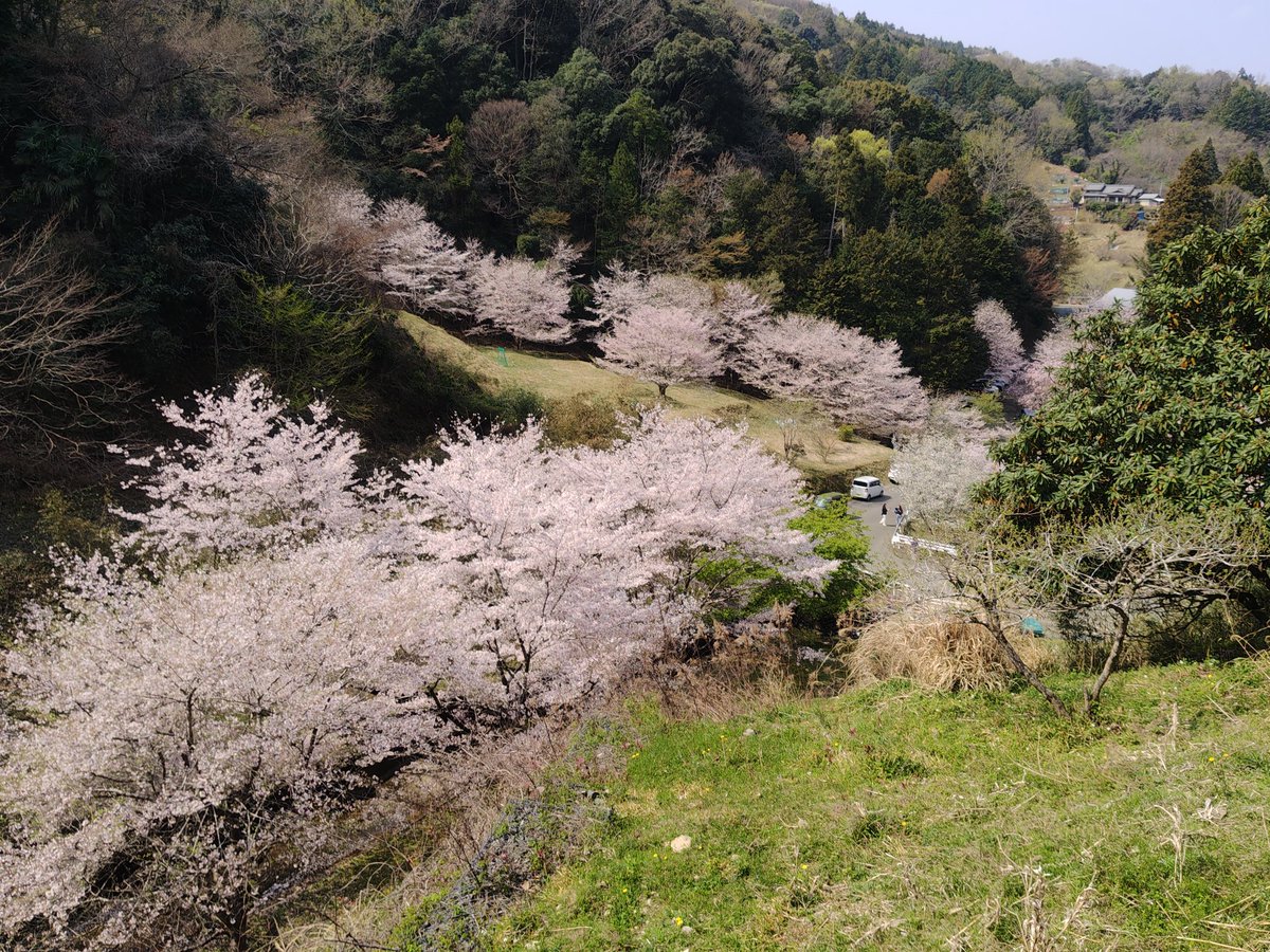 officesato4's tweet photo. 新城市　市川の桜
先日テレビで放送されたのでかなりの人
ゆっくり歩いて1時間半ほど散策
ちょうど見頃です。
道が狭いので注意して運転してね
#新城
#しんしろ
#天空の桜 https://t.co/EV8Y0suLb9