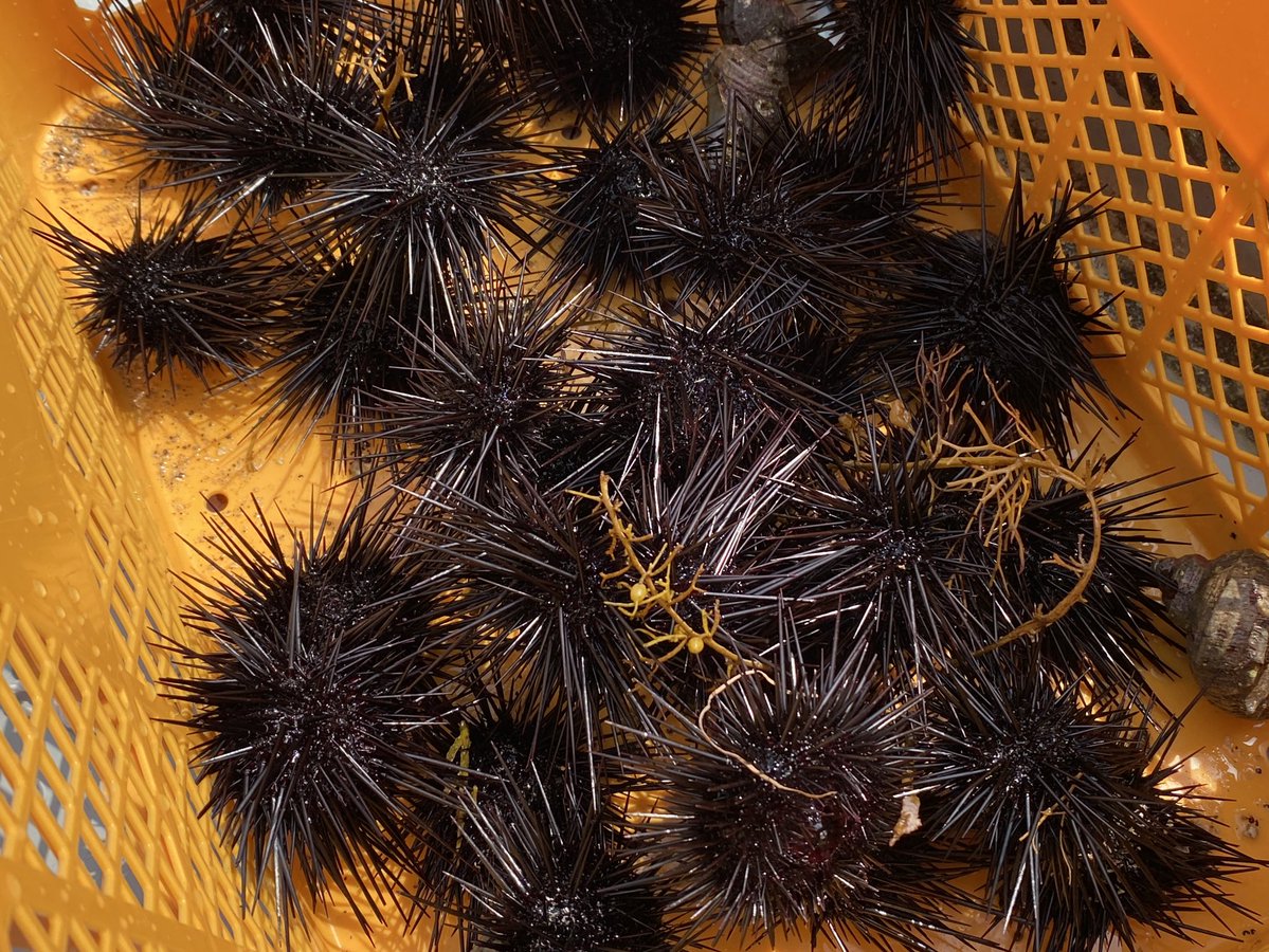 スイチャンネル/🐡水中系Youtuber🎦 tweet media