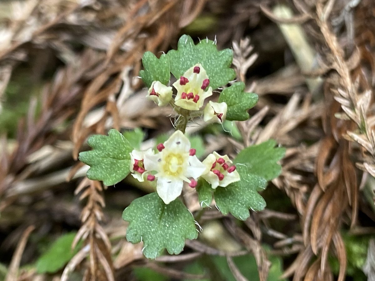 のこのこ屋 tweet media