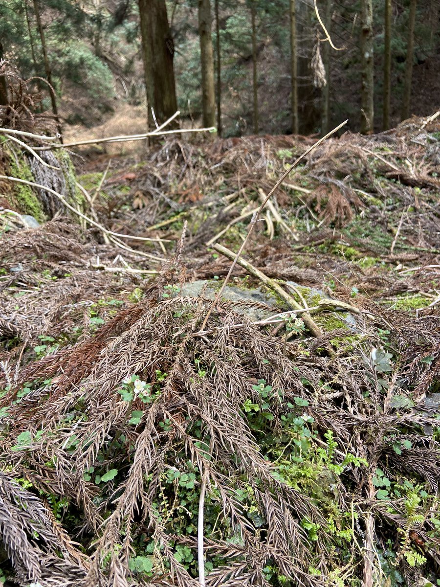 のこのこ屋 tweet media