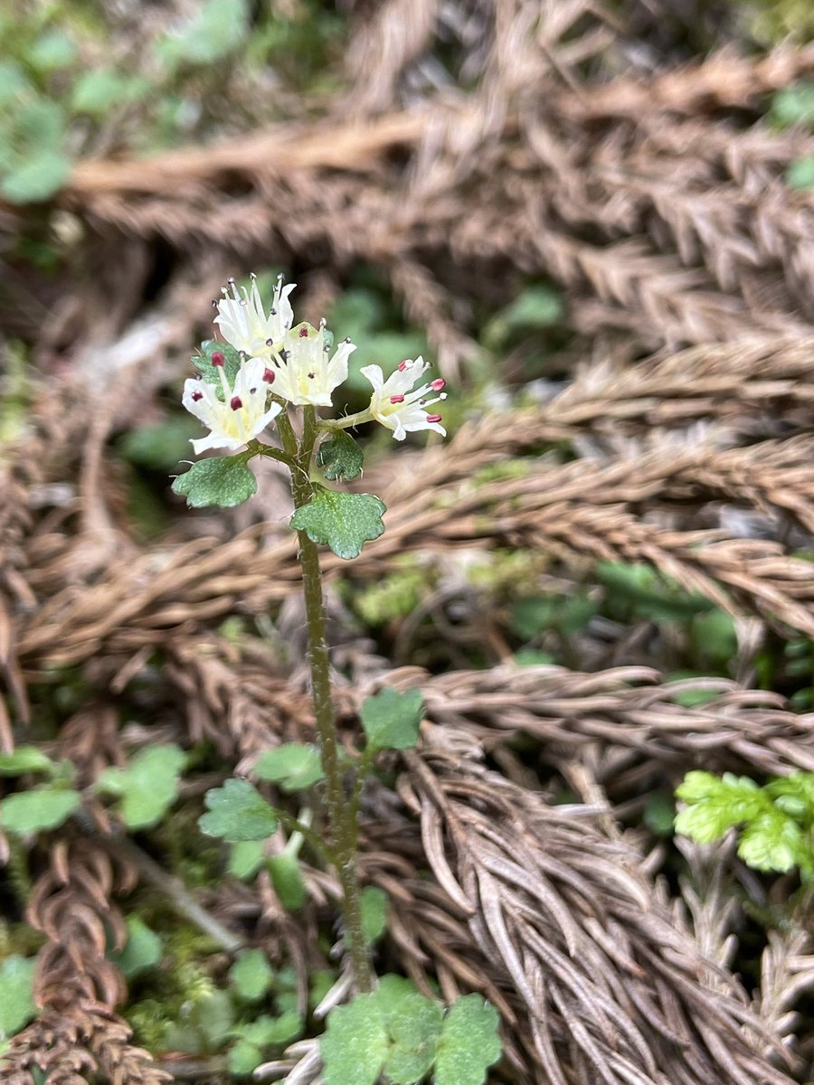 のこのこ屋 tweet media