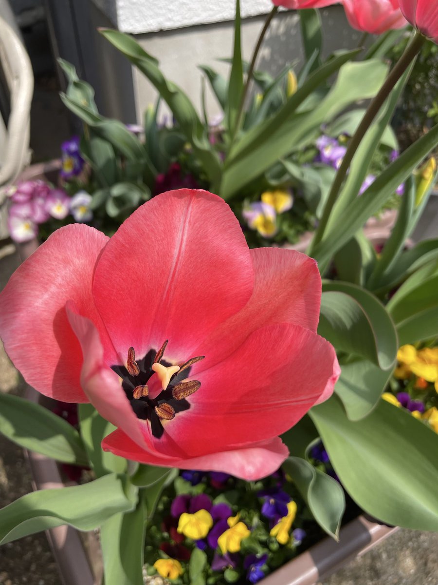 alone_time_6532's tweet photo. こんにちは😃
冬に末っ子と植えた #チューリップ🌷が咲きました☺️
ニョキニョキ伸びた蕾はピンクでした🩷
小さめの蕾は黄色みたい…子供と楽しみに観察してます👀👀

近所の桜の名所でも #桜 が咲き始め、お花見のシーズン到来です🌸 https://t.co/5yujEEsVnD
