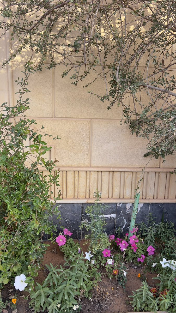 محمد جراح tweet media