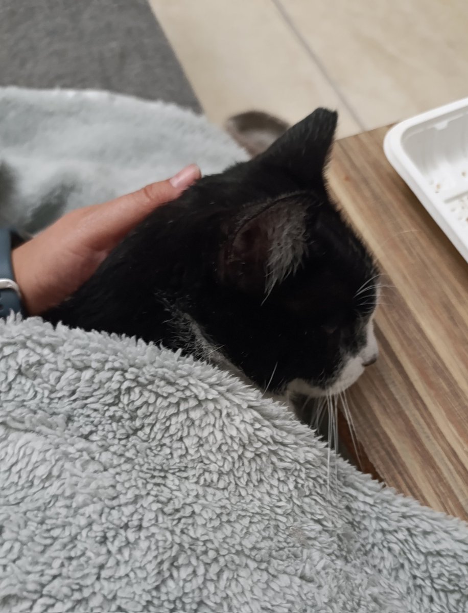 ilebe 🏃♀️🐈🐾🐕 tweet media