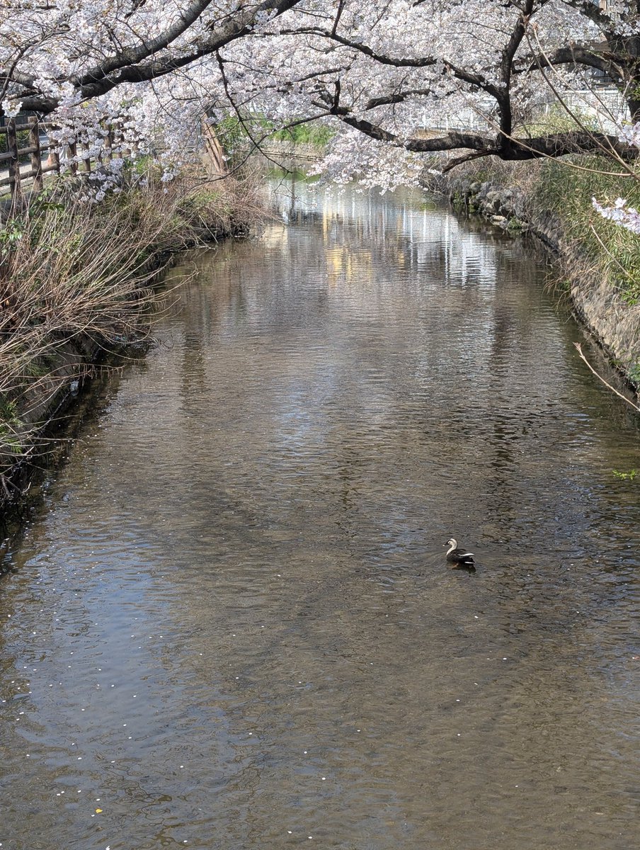 笑いロボ男 tweet media