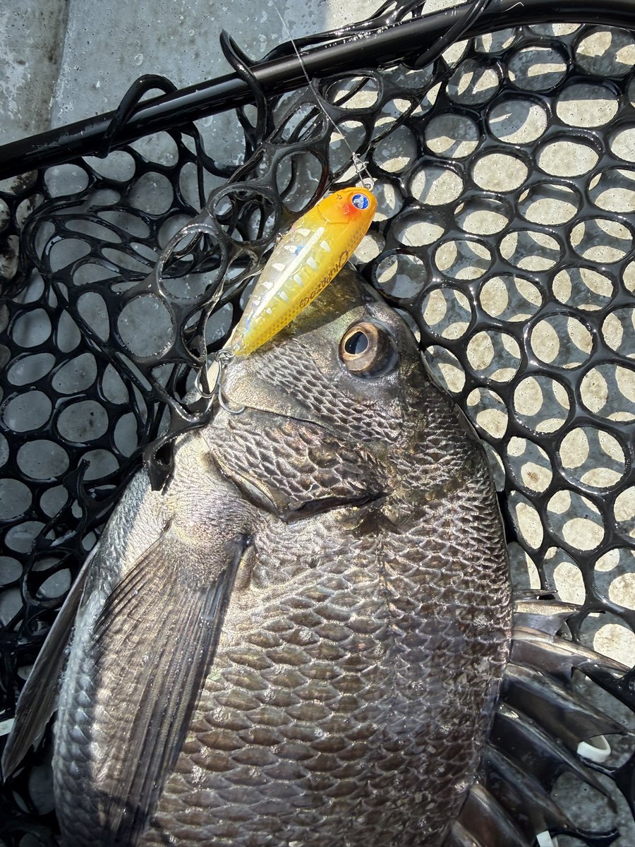 AnglersStaff tweet media