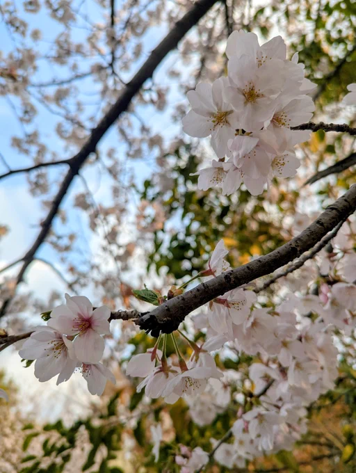 毎年最後までしぶとく咲いてる推しの桜はまだ6部咲きくらいだった