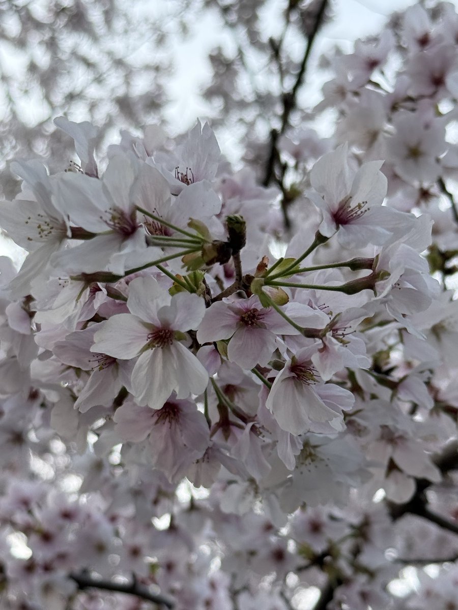 だいぶ移動してきた

#お花見
#久地緑地