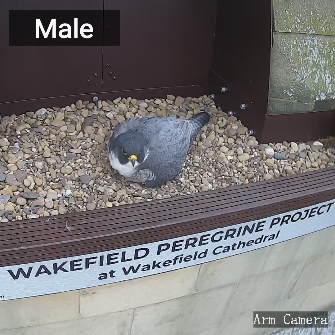 Wakefield Peregrines tweet media