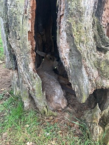 A_Girl_Insane 🐑🥕🚜 tweet media