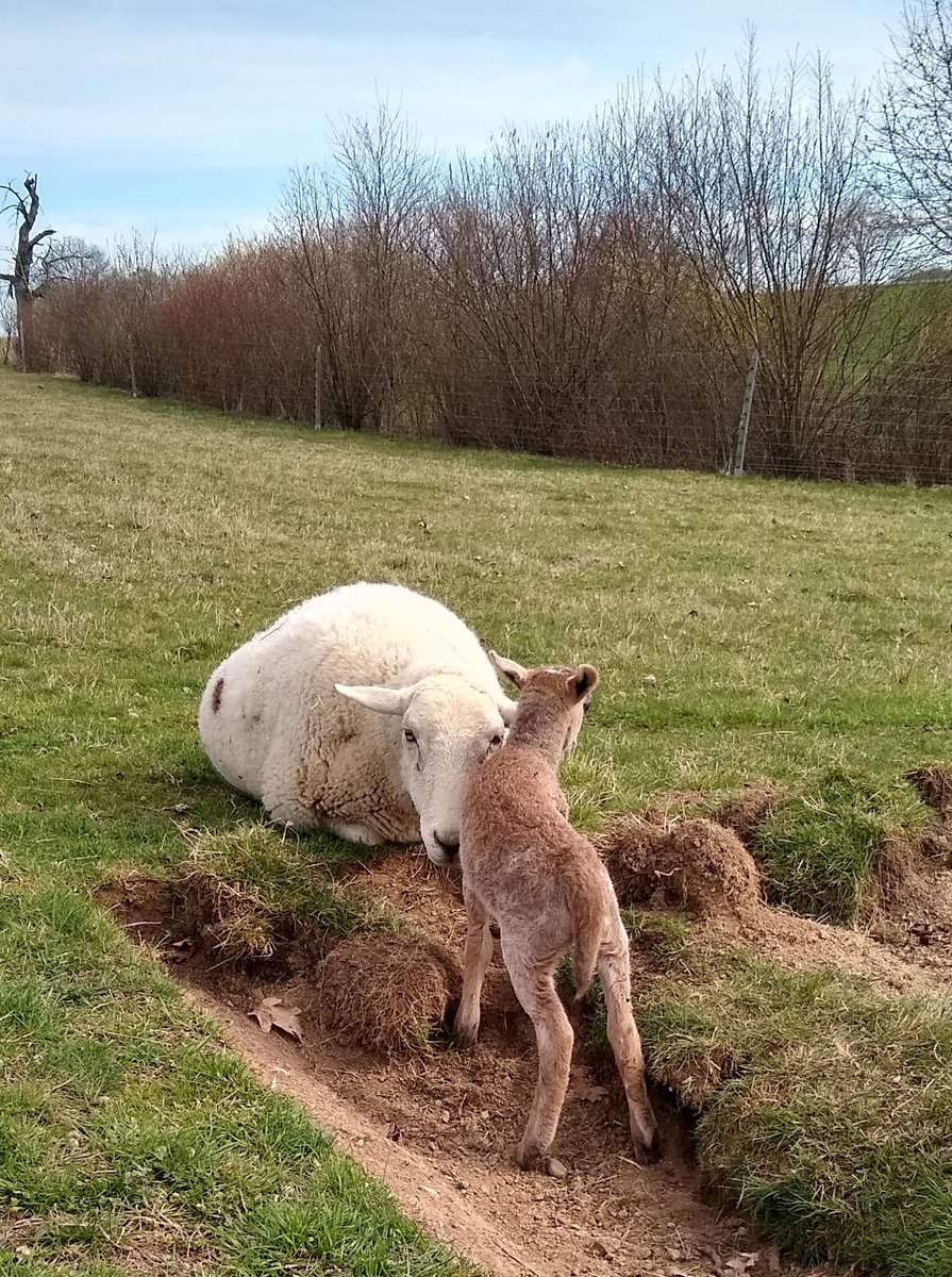 A_Girl_Insane 🐑🥕🚜 tweet media