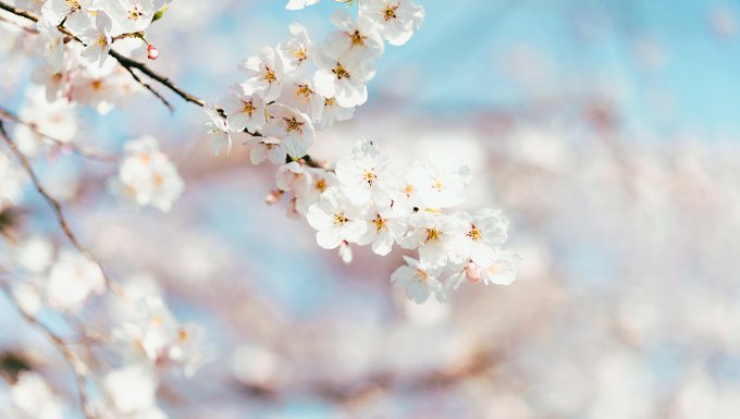 🌸開花してたので撮ってきた
つよつよつぁいすレンズパワーを感じる…… 