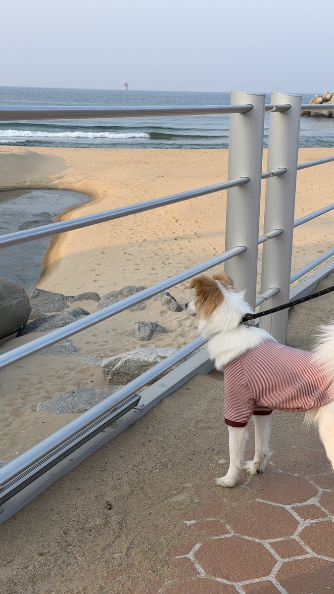 개. 희똥 tweet media