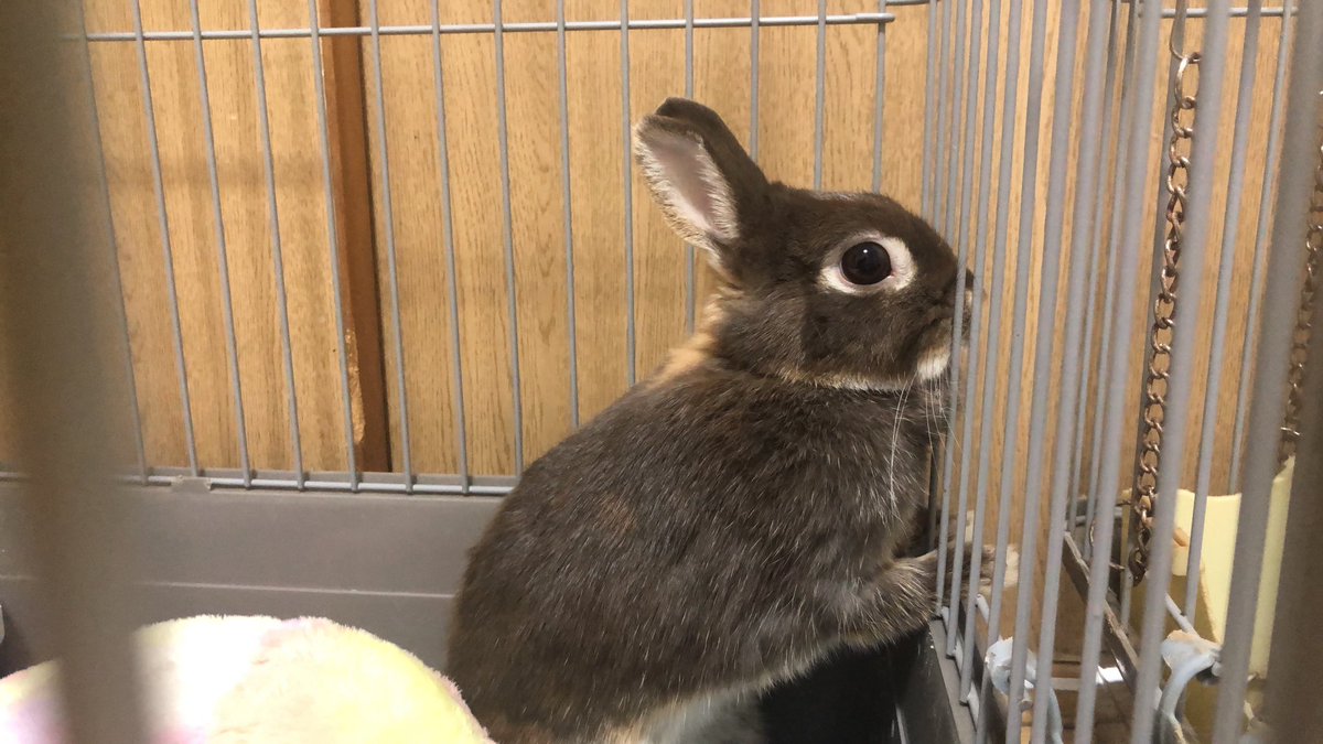 夜とウサギ tweet media