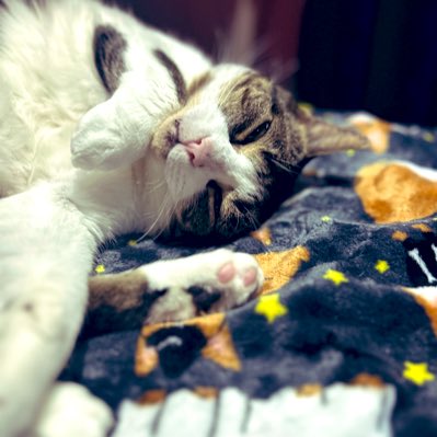 M a o |🦊| MC3 tweet media